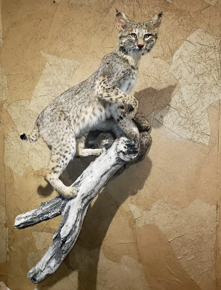 Taxidermy life-size mount by Orion Taxidermy and Safari Studio