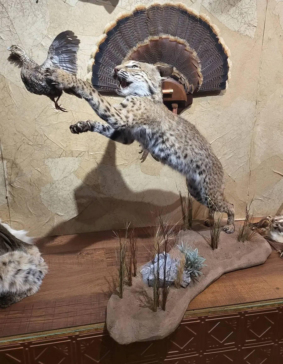 Bobcat and quail — life-size mount by Orion Taxidermy