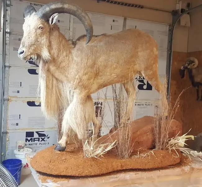 Taxidermy life-size mount by Orion Taxidermy and Safari Studio