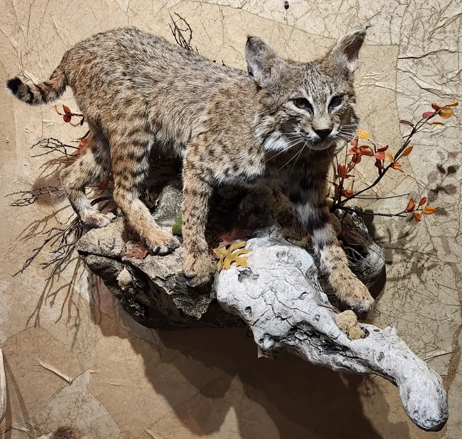 Bobcat walking down — life-size mount by Orion Taxidermy