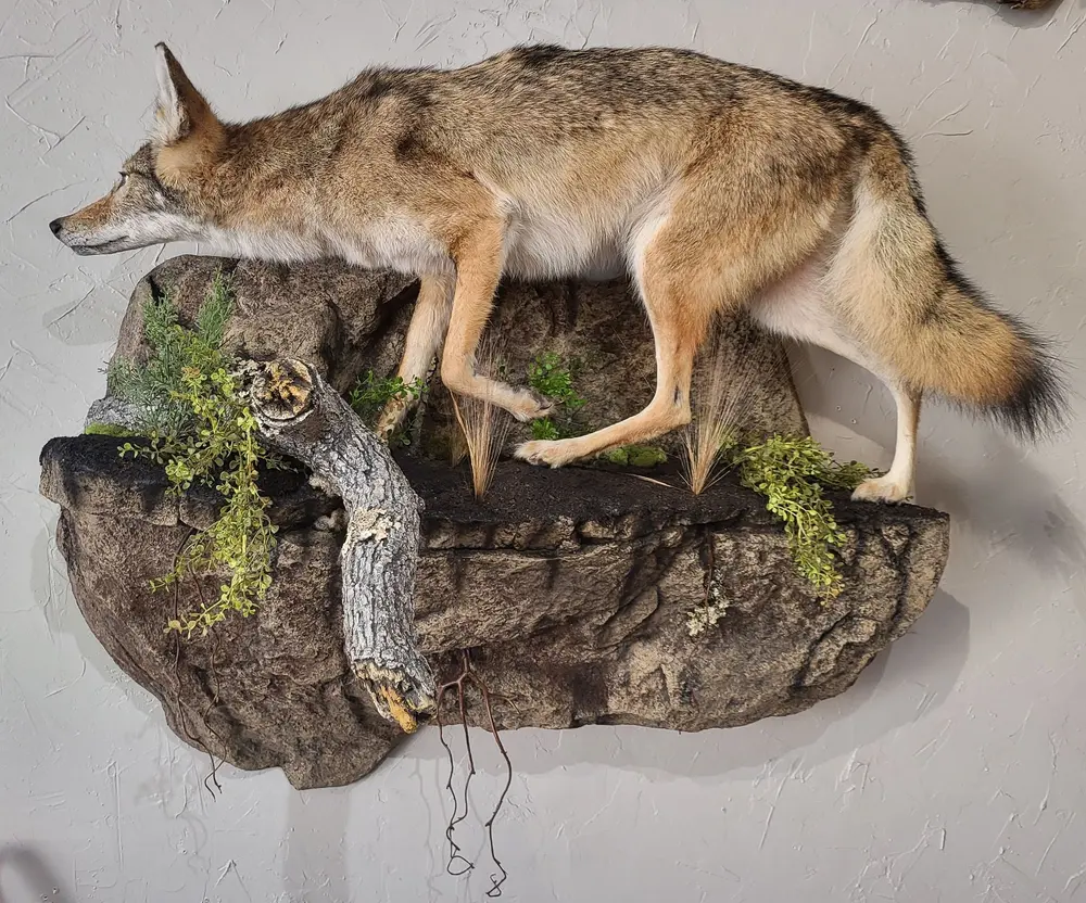 Coyote side — life-size mount by Orion Taxidermy