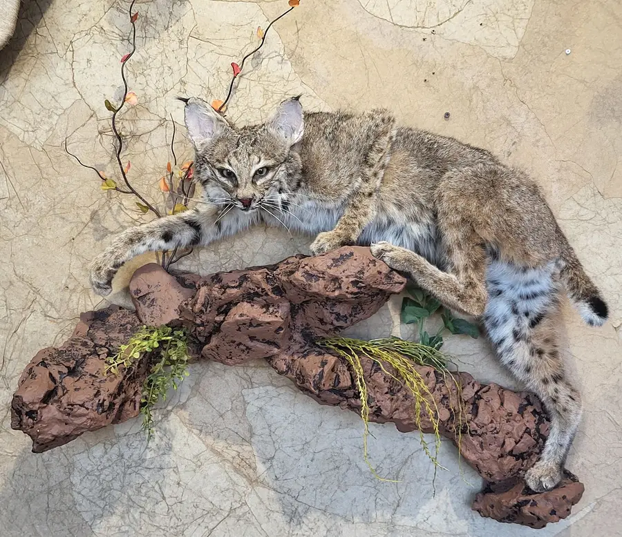 Bobcat sneaking — life-size mount by Orion Taxidermy