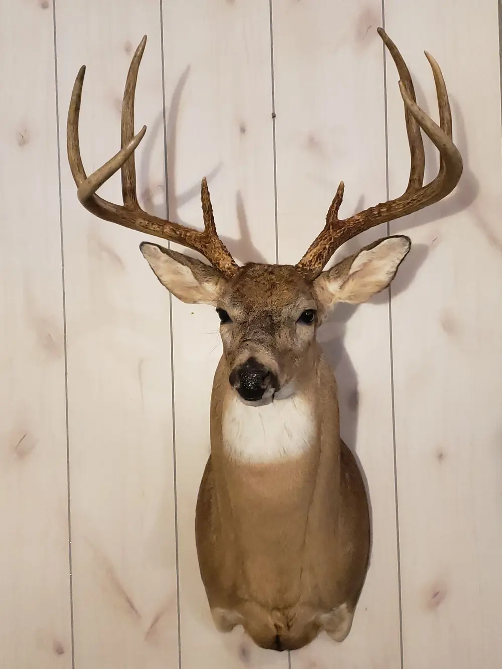 Taxidermy shoulder mount by Orion Taxidermy and Safari Studio
