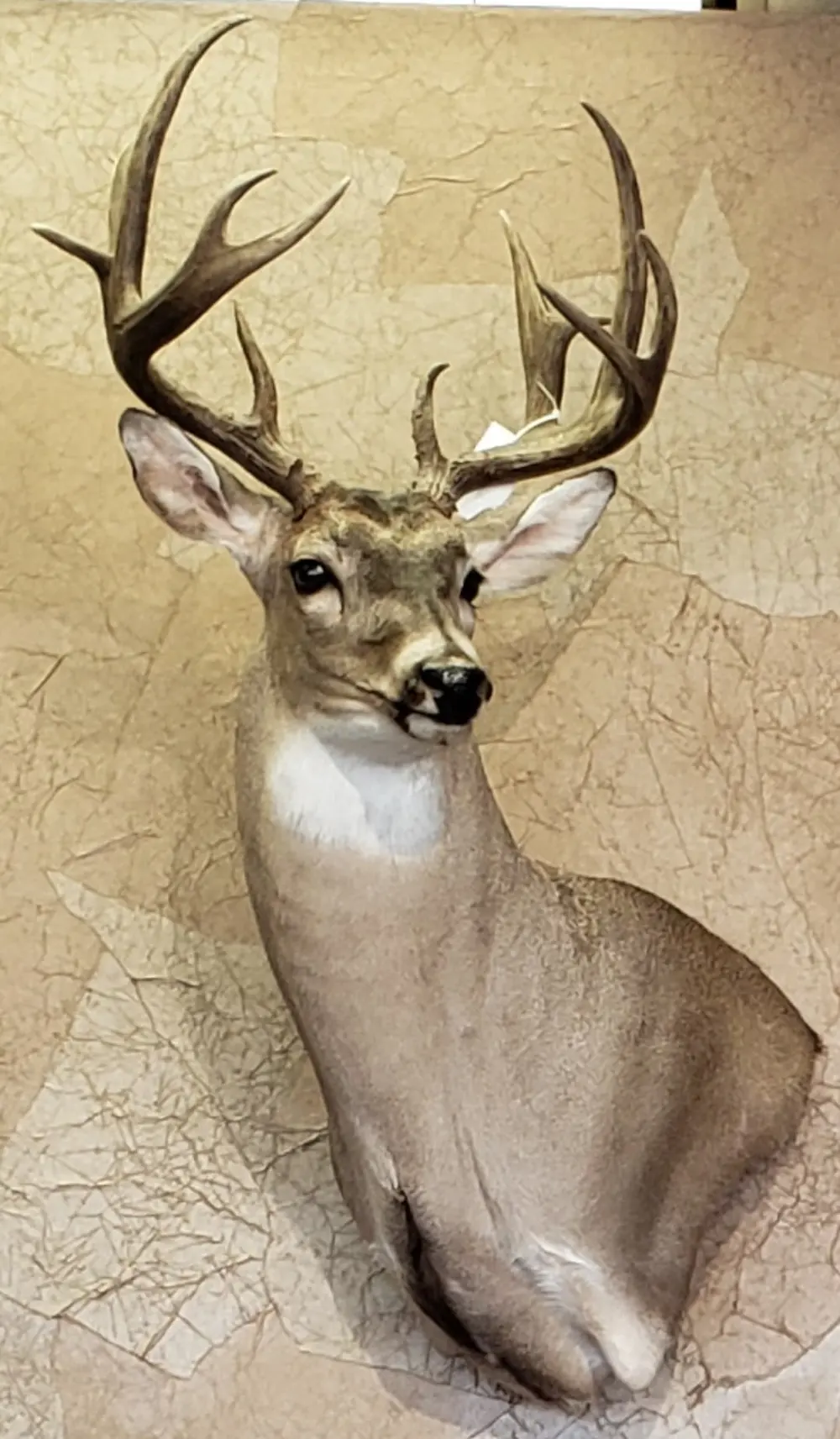 Taxidermy shoulder mount by Orion Taxidermy and Safari Studio