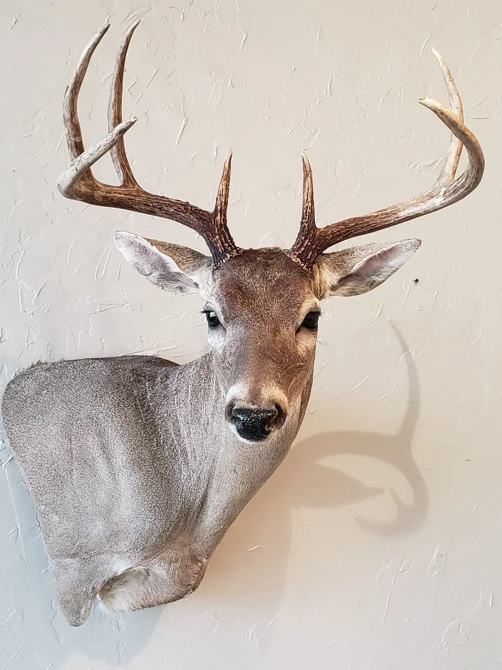 Taxidermy shoulder mount by Orion Taxidermy and Safari Studio