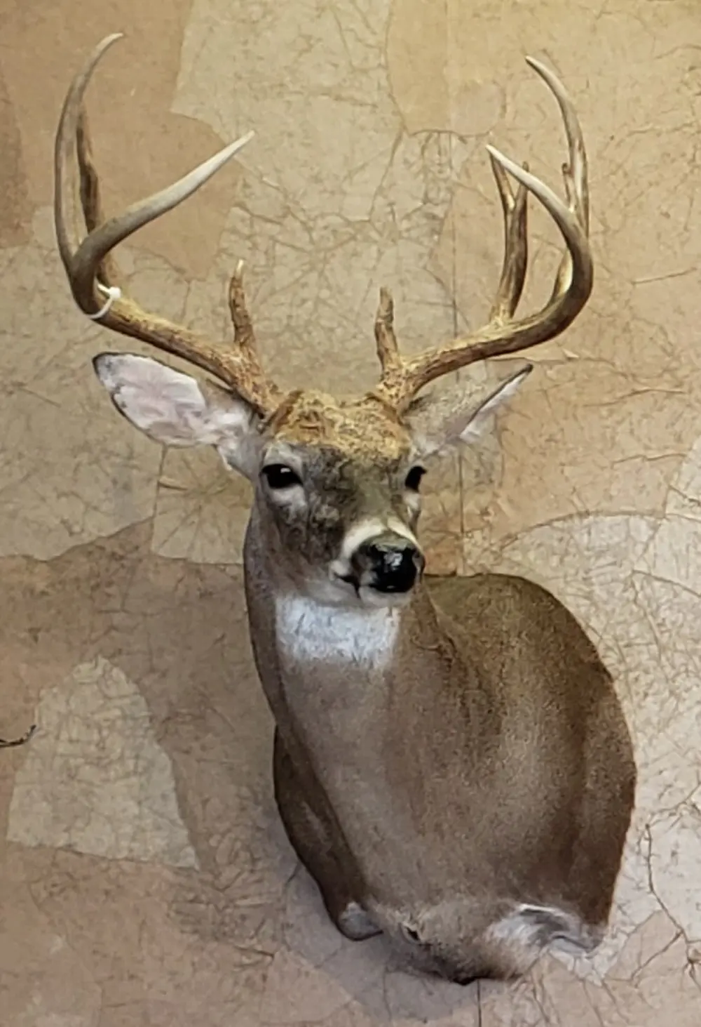 Taxidermy shoulder mount by Orion Taxidermy and Safari Studio
