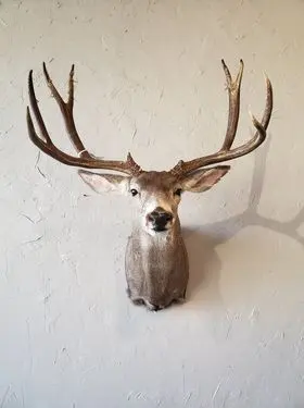 The deer the — shoulder mount by Orion Taxidermy