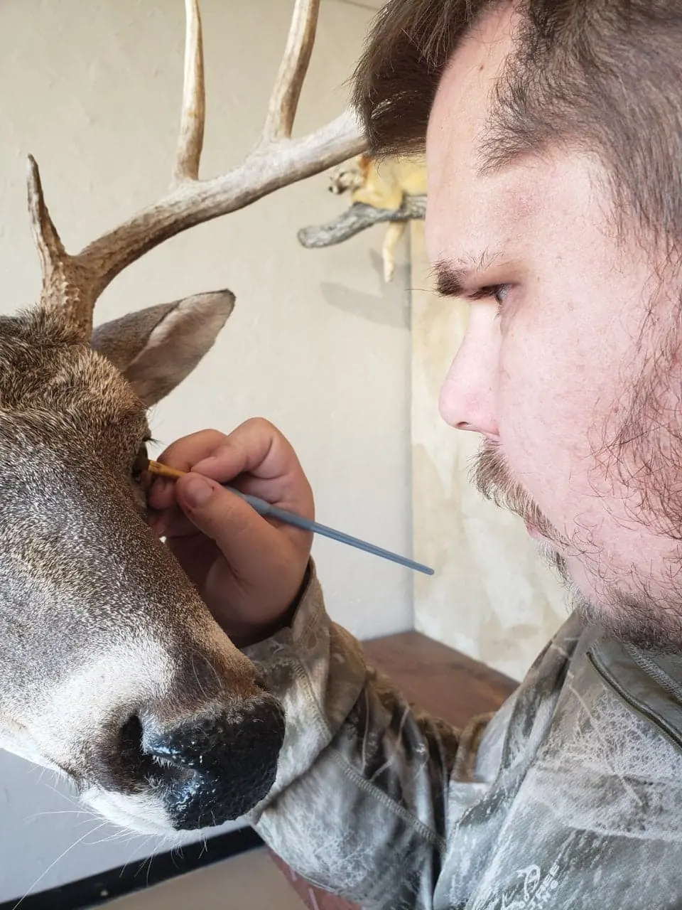 Taxidermy shoulder mount by Orion Taxidermy and Safari Studio