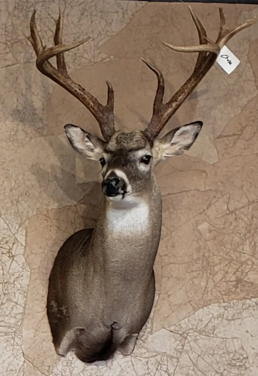 Taxidermy shoulder mount by Orion Taxidermy and Safari Studio