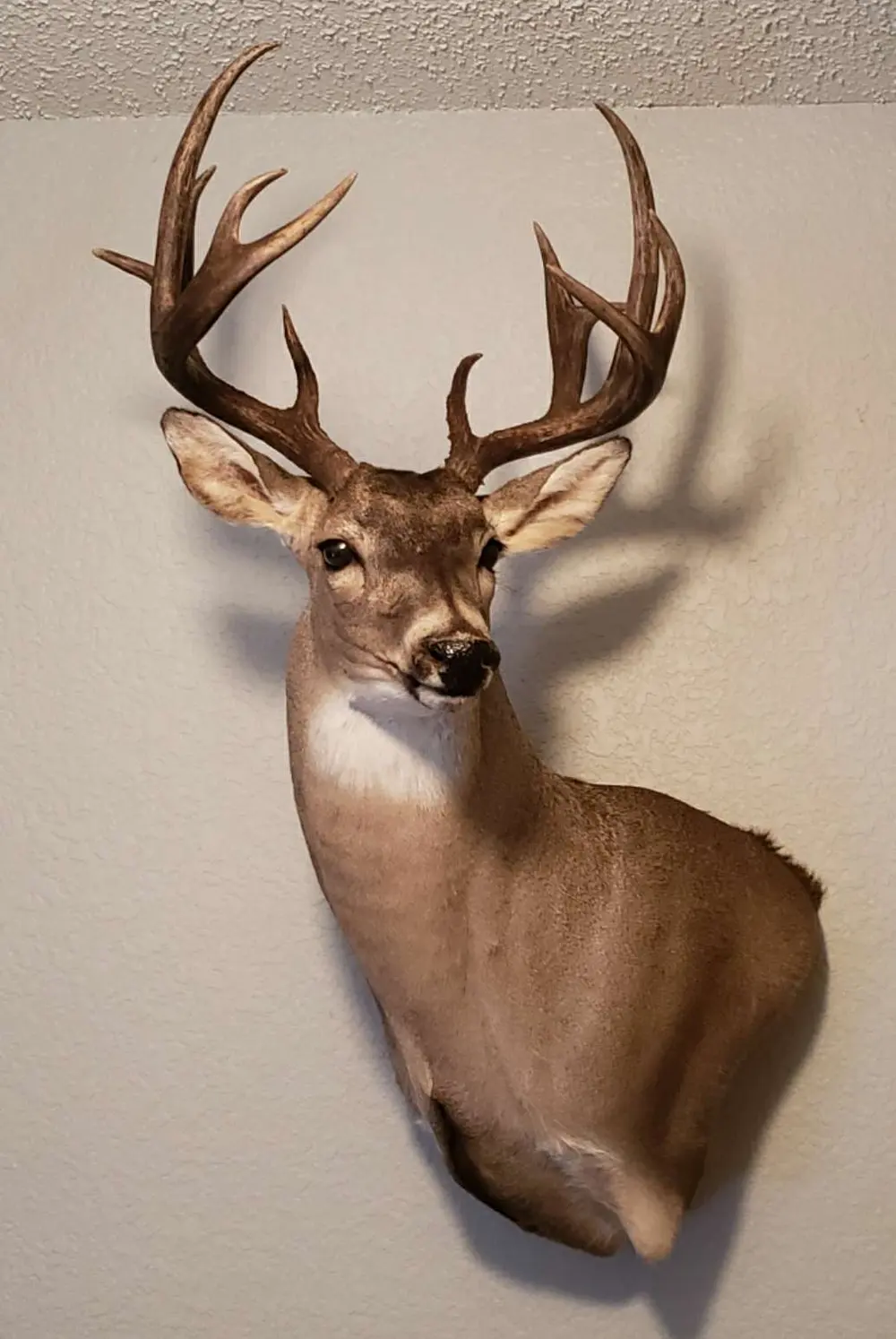 Taxidermy shoulder mount by Orion Taxidermy and Safari Studio