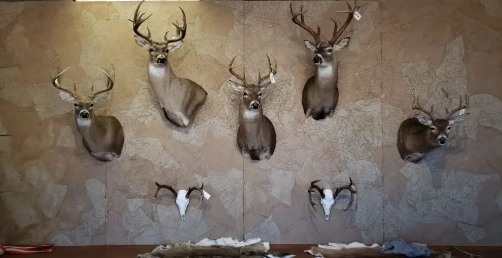 Taxidermy shoulder mount by Orion Taxidermy and Safari Studio