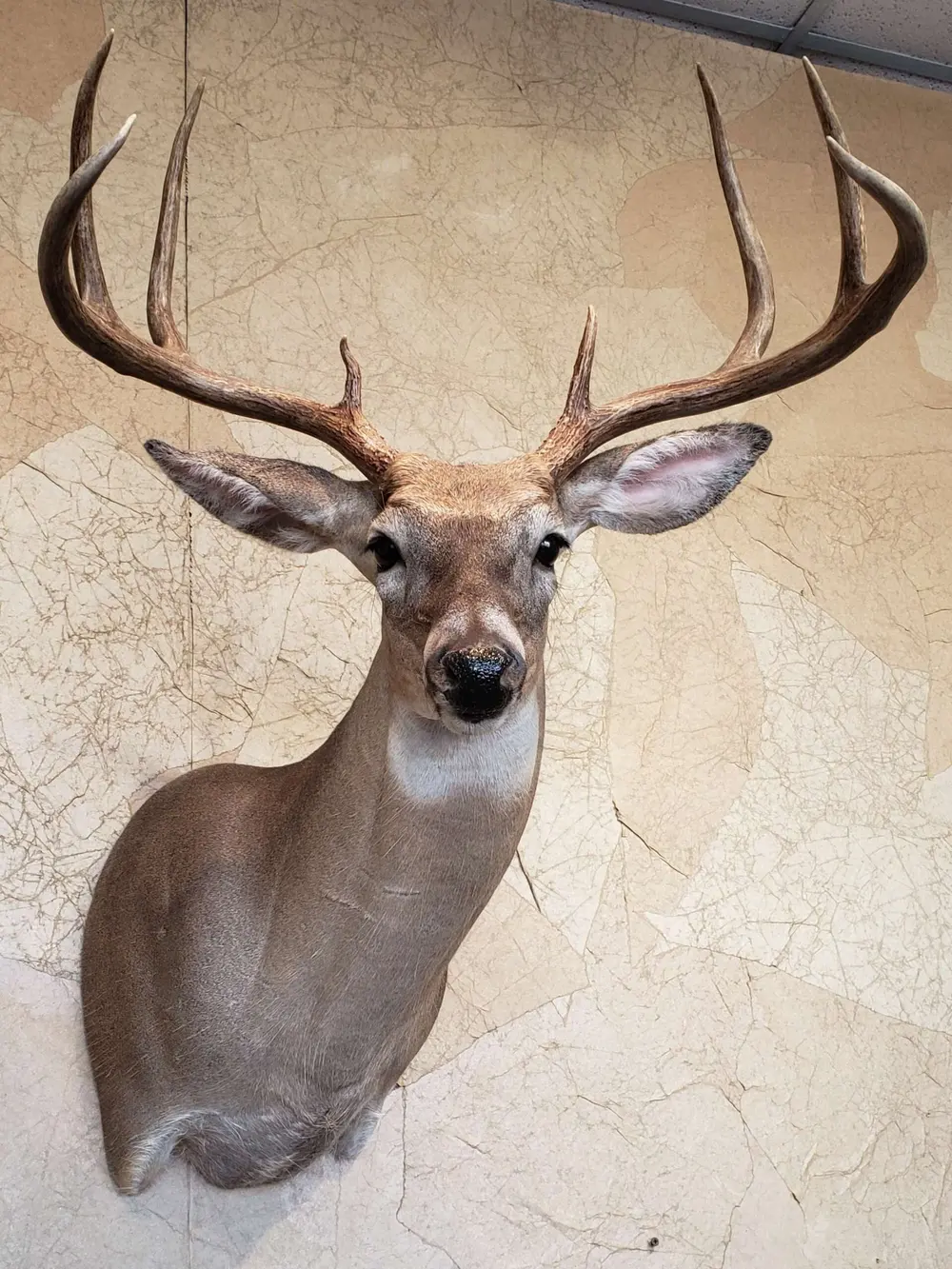 Taxidermy shoulder mount by Orion Taxidermy and Safari Studio