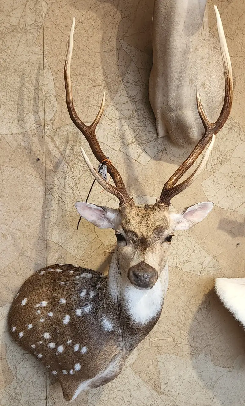 Axis wallped — shoulder mount by Orion Taxidermy