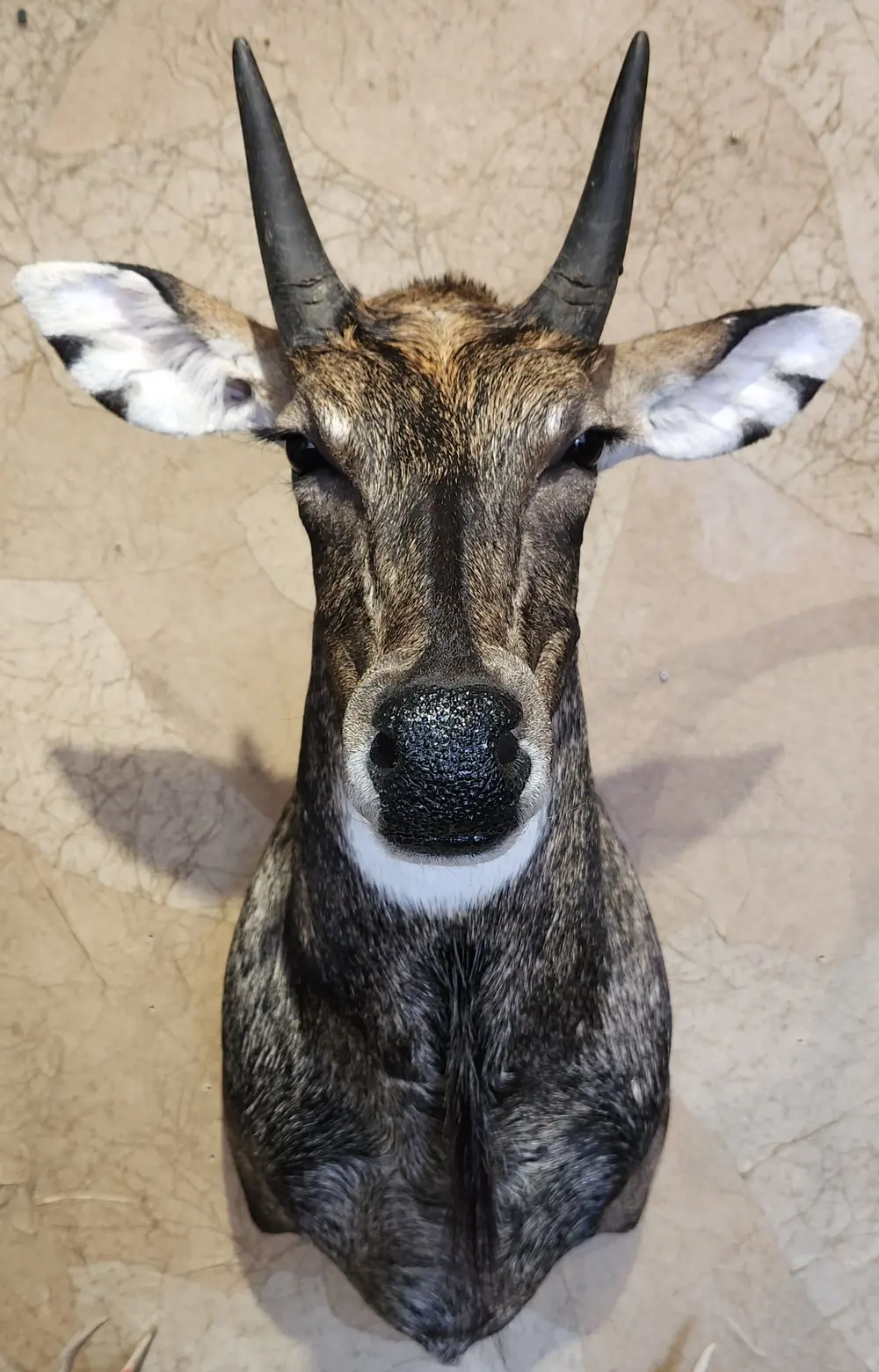 Nilgai — shoulder mount by Orion Taxidermy