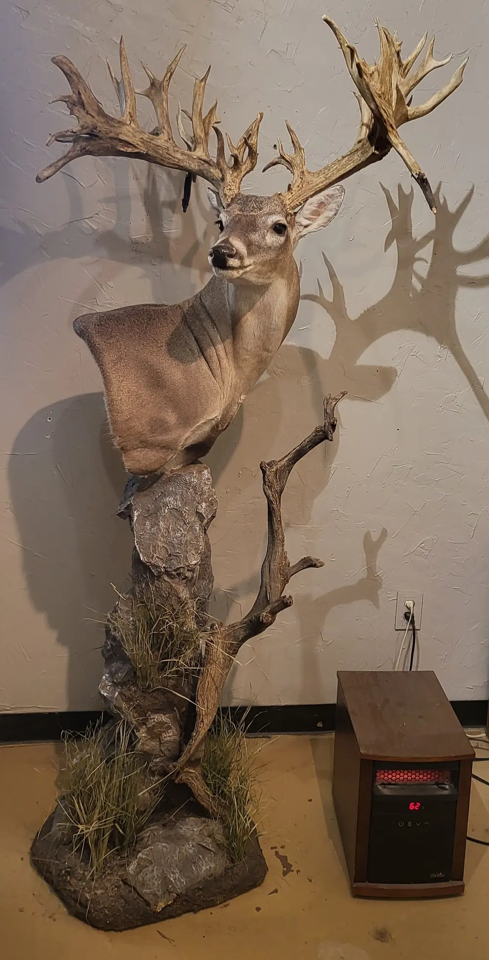 Large custom base — shoulder mount by Orion Taxidermy
