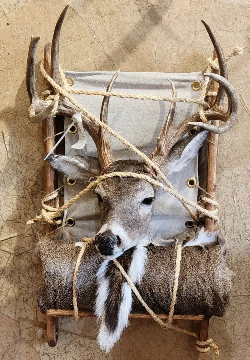 Packout — shoulder mount by Orion Taxidermy