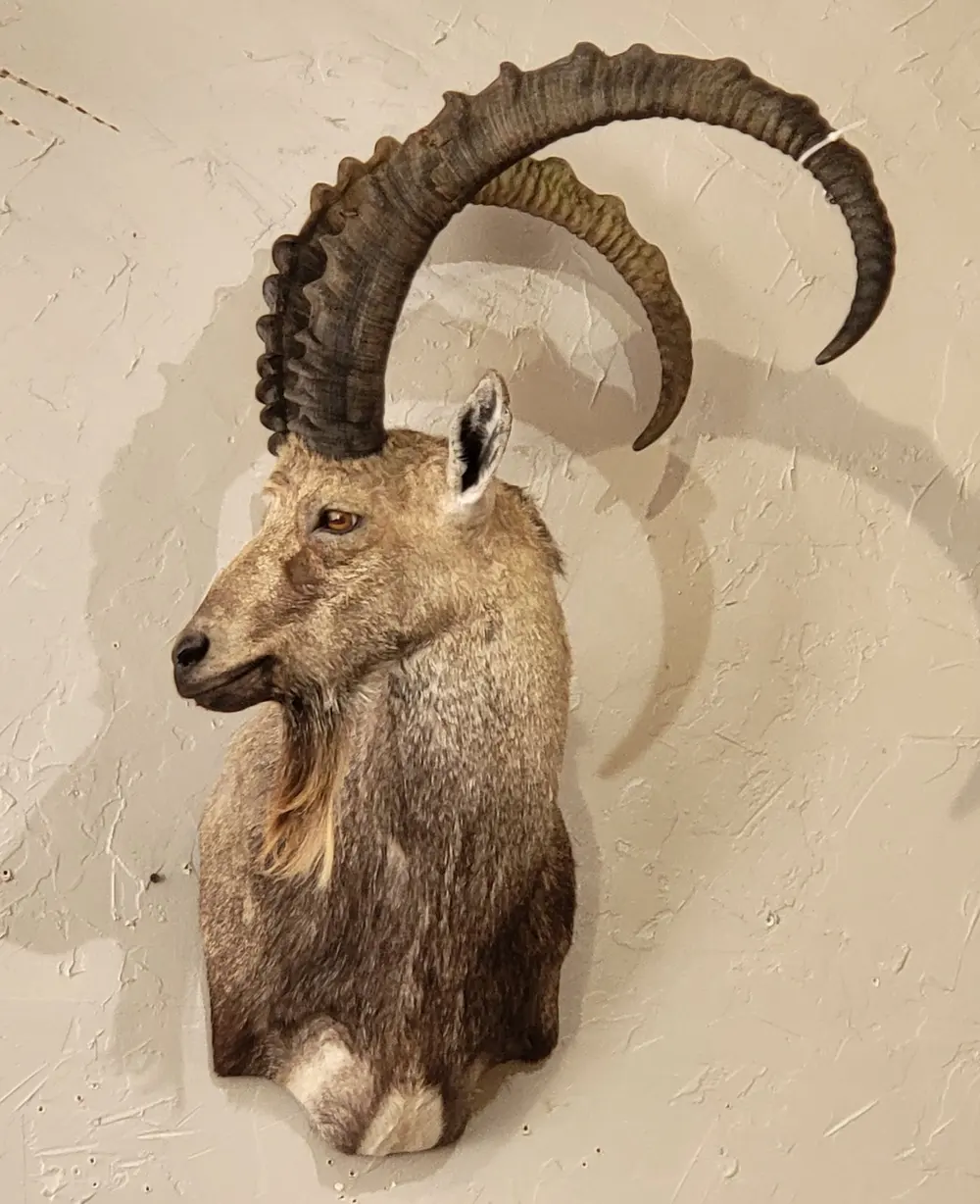 Ibex — shoulder mount by Orion Taxidermy