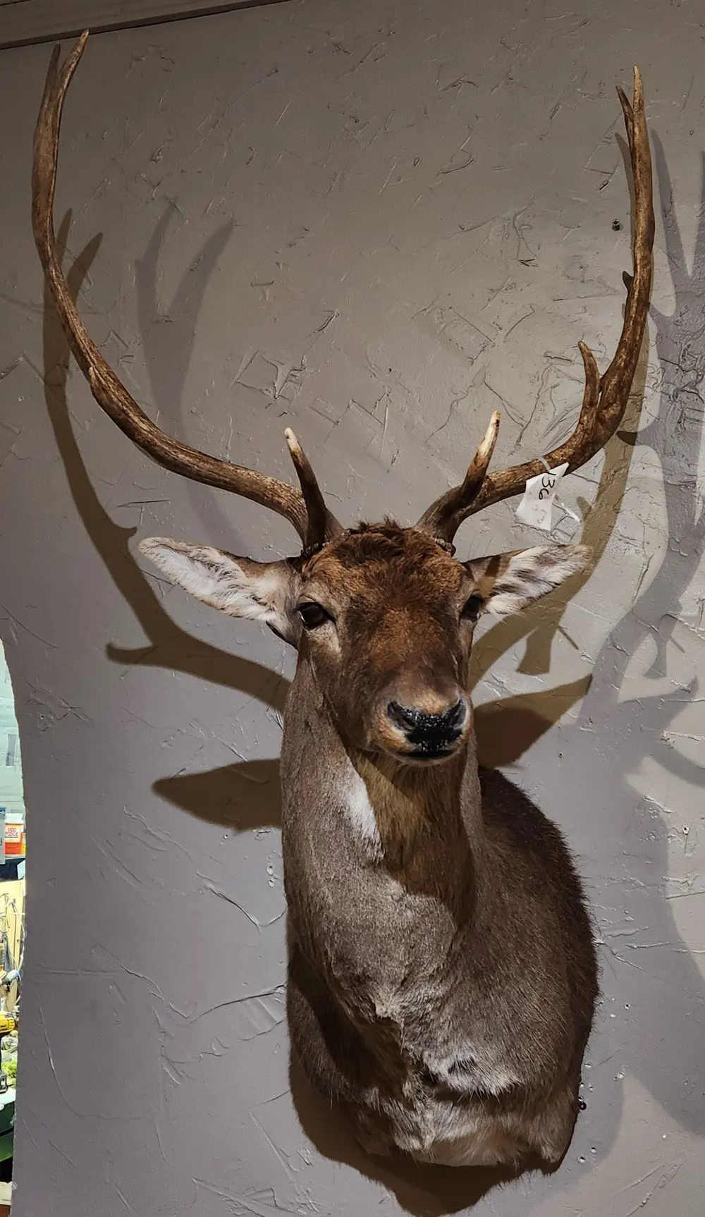 Chocolate fallow — shoulder mount by Orion Taxidermy