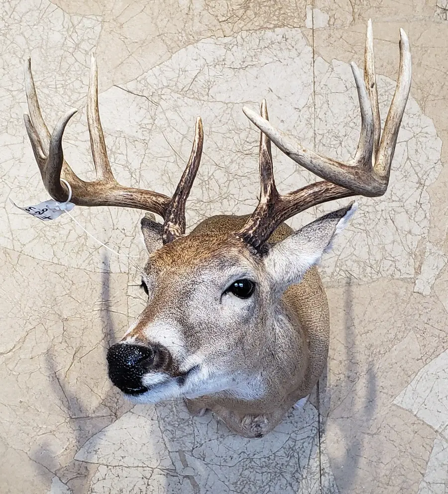 Full sneak — shoulder mount by Orion Taxidermy