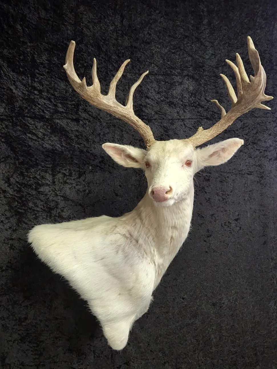 Albino — shoulder mount by Orion Taxidermy