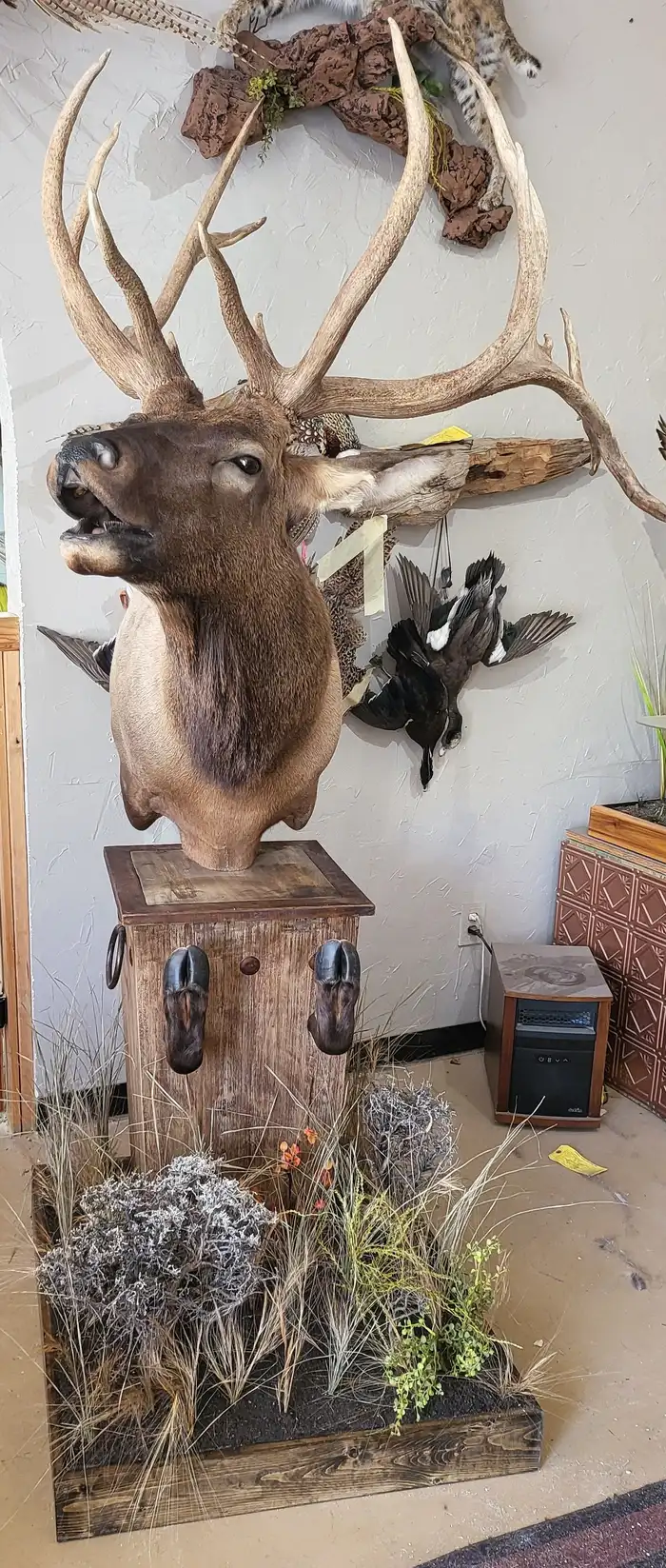 Elk — shoulder mount by Orion Taxidermy