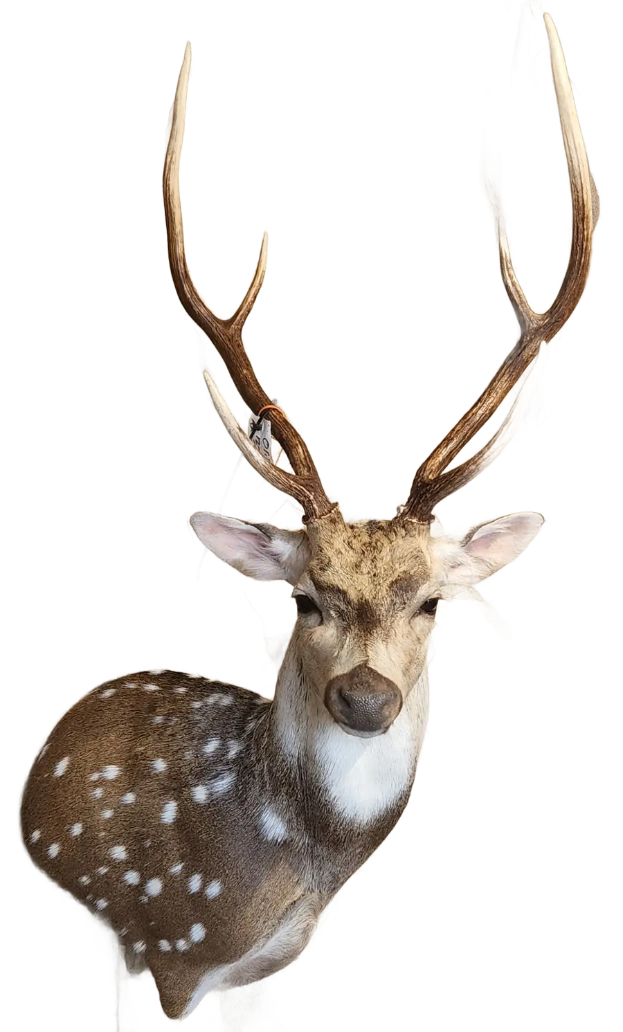 Spotted axis deer shoulder mount by Orion Taxidermy