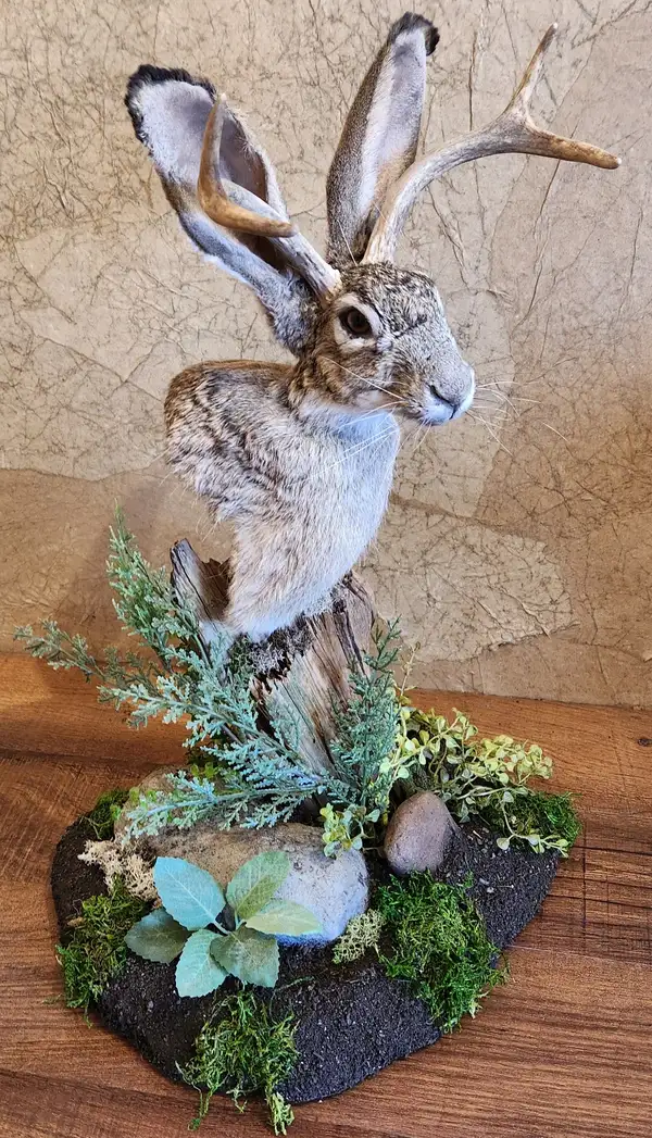 Taxidermy work by Orion Taxidermy and Safari Studio